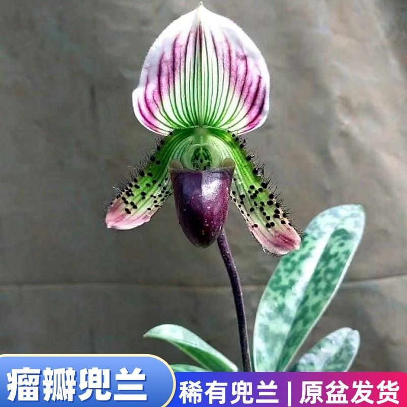 瘤瓣兜兰 越南兜兰 稀有品种花期长开花美办公室桌面盆栽盆景绿植