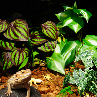 爬宠仿真绿植物饲养箱生态造景乌龟睫角守宫鬃狮蜥蜴树蛙蛇躲避屋