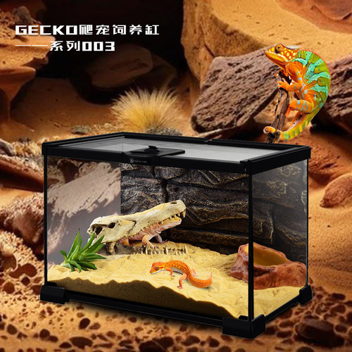 爬宠玻璃热带雨林缸蜘蛛昆虫饲养