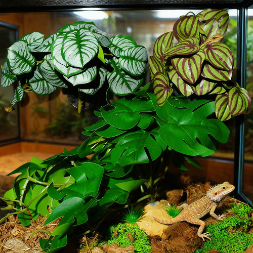 爬虫生态造景植物爬宠躲避屋饲养