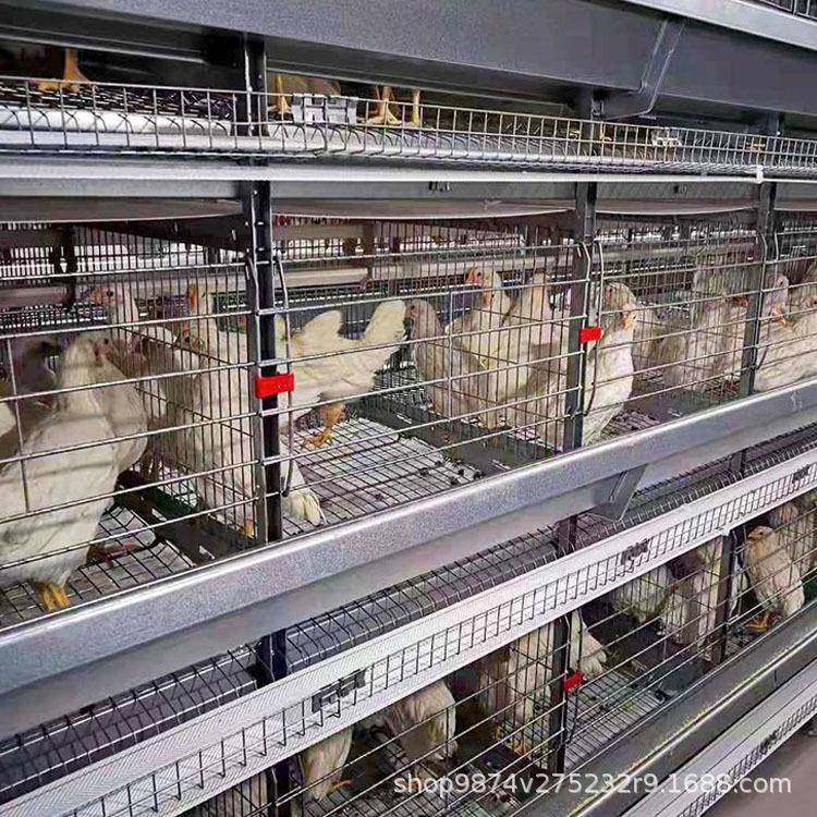 河南养鸡设备厂家自动化蛋鸡养殖设备大型4层立体养鸡铁网篮子,畜牧/养殖物资,特种养殖设备,淘宝优惠券,粉丝福利购,淘宝优惠卷