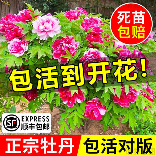 牡丹花树苗盆栽带花苞正宗洛阳名贵鲜花老桩花卉绿植四季好养菏泽