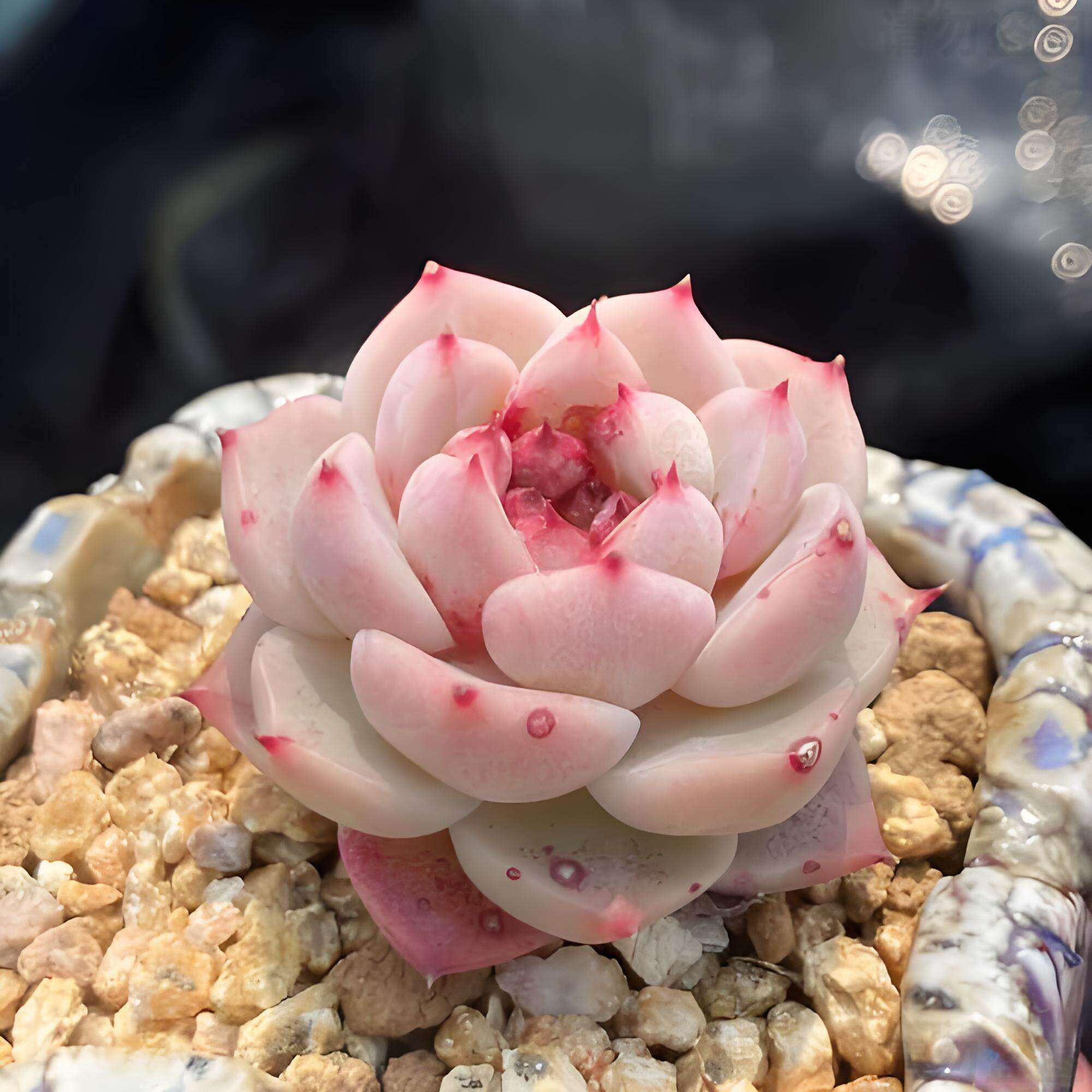 天鹅绒多肉植物糖心花卉新手易养阳台办公室桌面盆栽肉肉春季开花