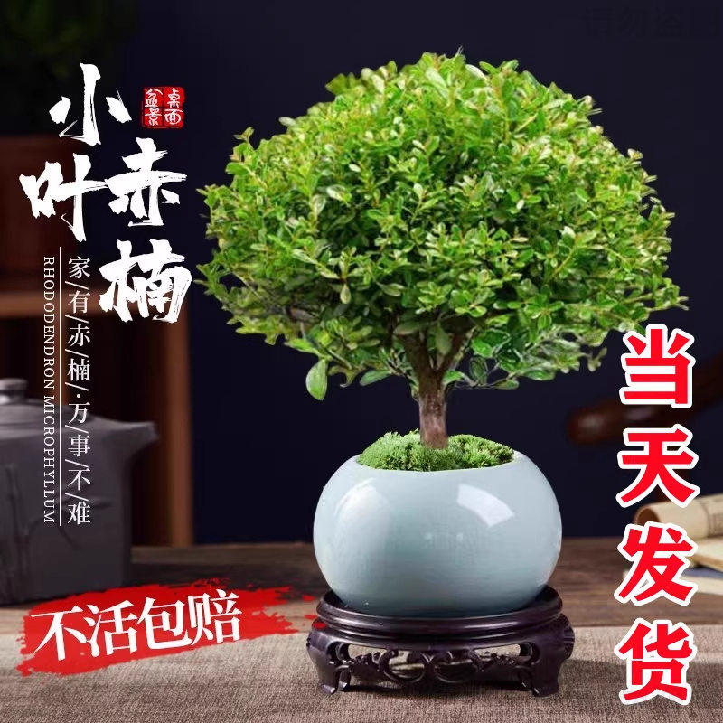 【坏死包赔】小叶赤楠老桩树苗紫檀微景观金丝楠木盆栽桌面绿植