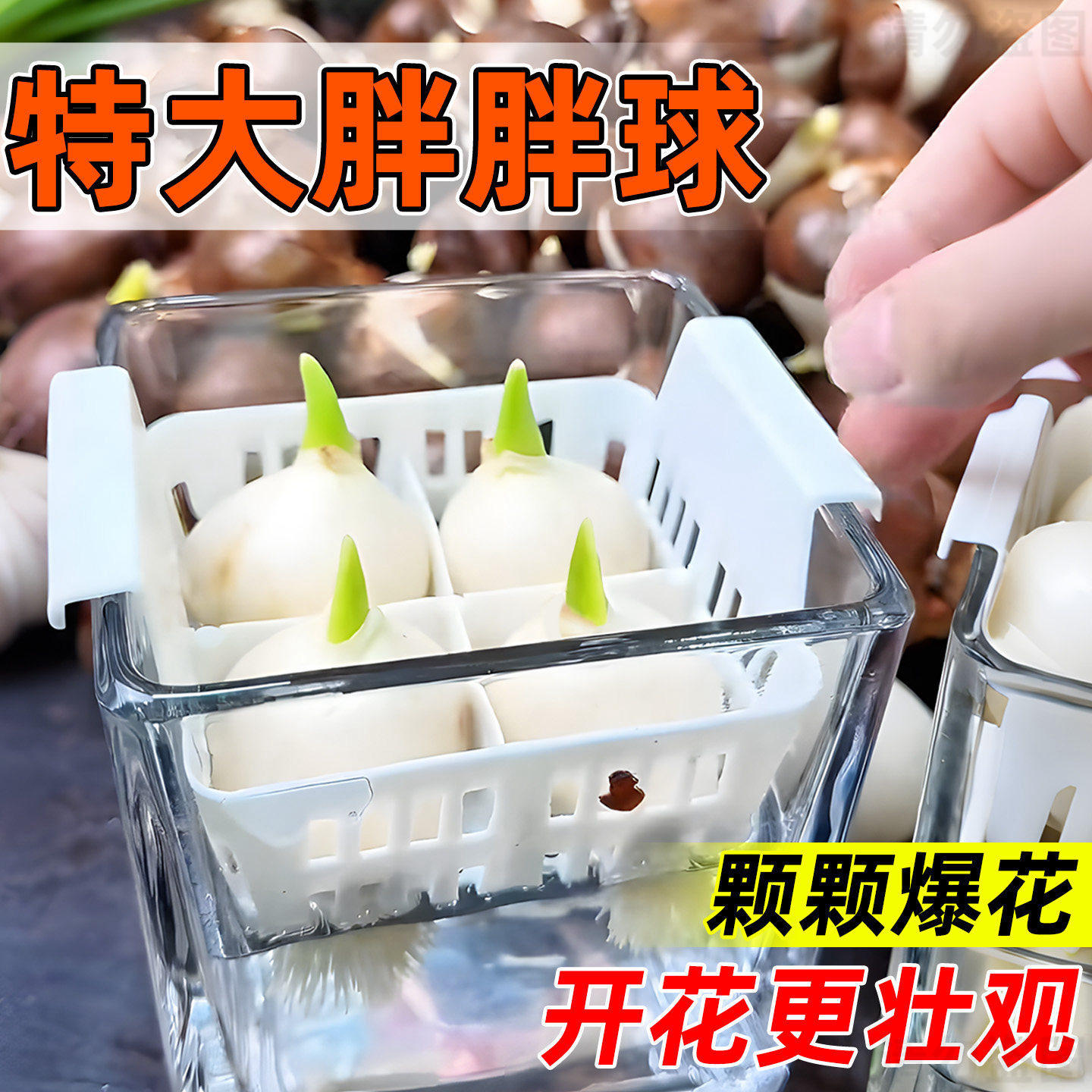 郁金香种球100个水培植物套装进口5度球阳台庭院花卉种子土培好养图片