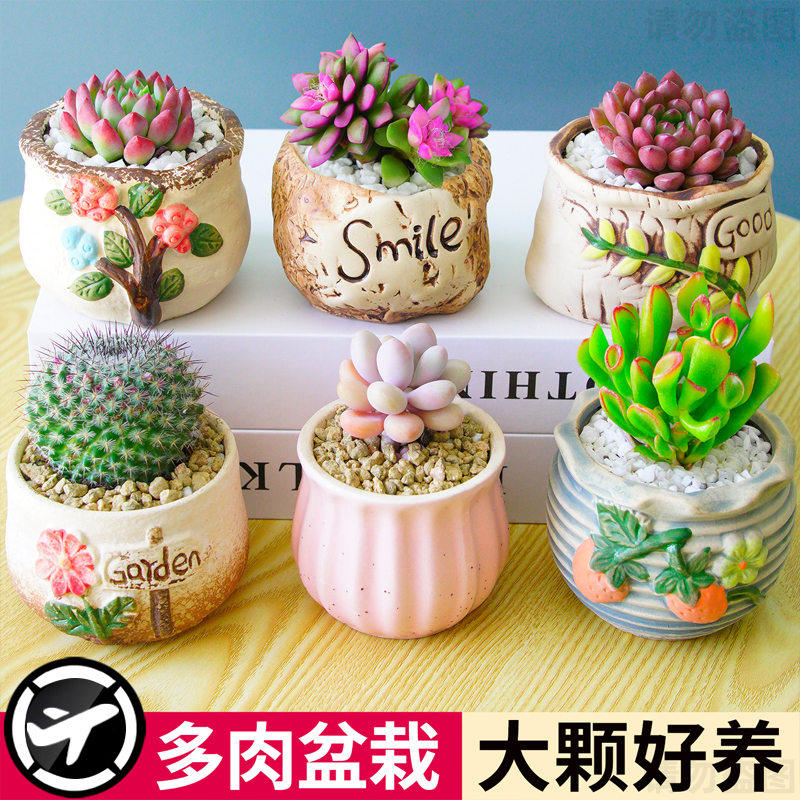 【大颗好养】多肉植物组合室内小盆栽玉露桃蛋仙人球绿植幼儿园