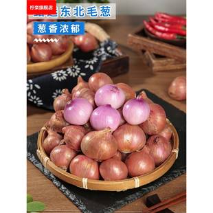 东北毛葱头当季新鲜鬼子葱东北特产小洋葱头迷你圆红葱头产地直发