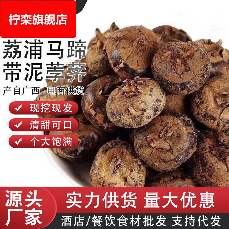 广西荔浦新鲜当季马蹄荸荠带泥荸荠蔬菜鲜甜多汁马蹄农家现挖包邮