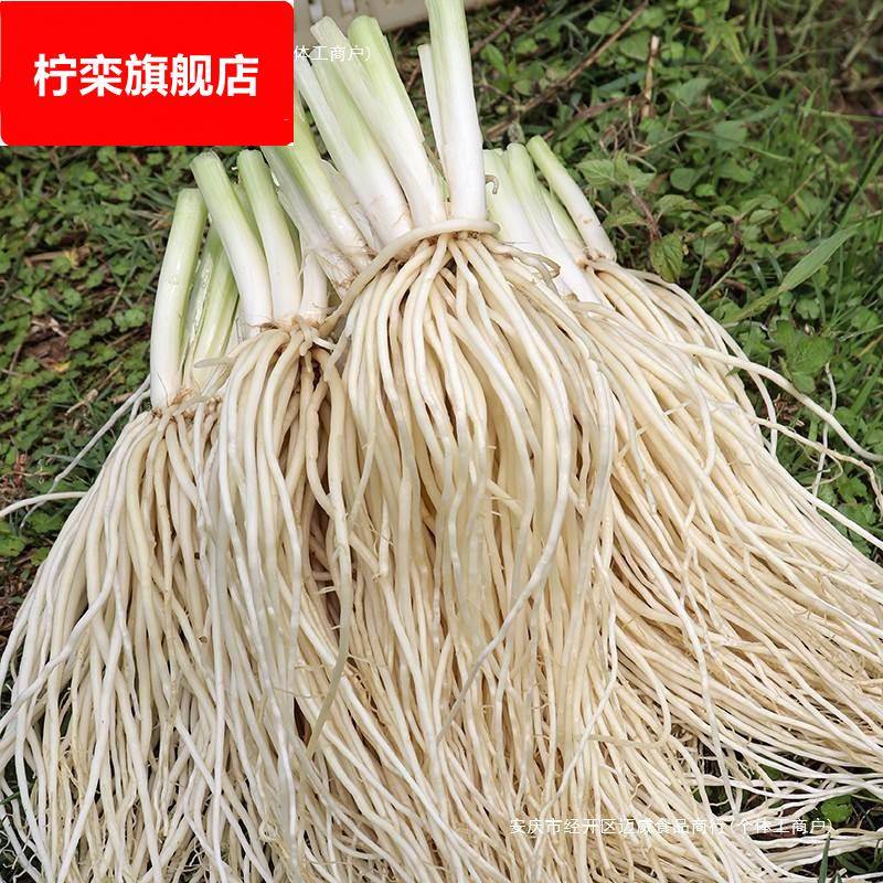 云南德宏新鲜撇菜根苤菜根大韭菜根月子良菜可腌制500克新鲜蔬菜