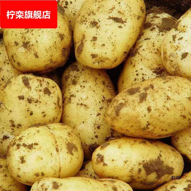 云南昭通土豆小土豆马铃薯洋芋黄皮土豆5/10斤带箱发货