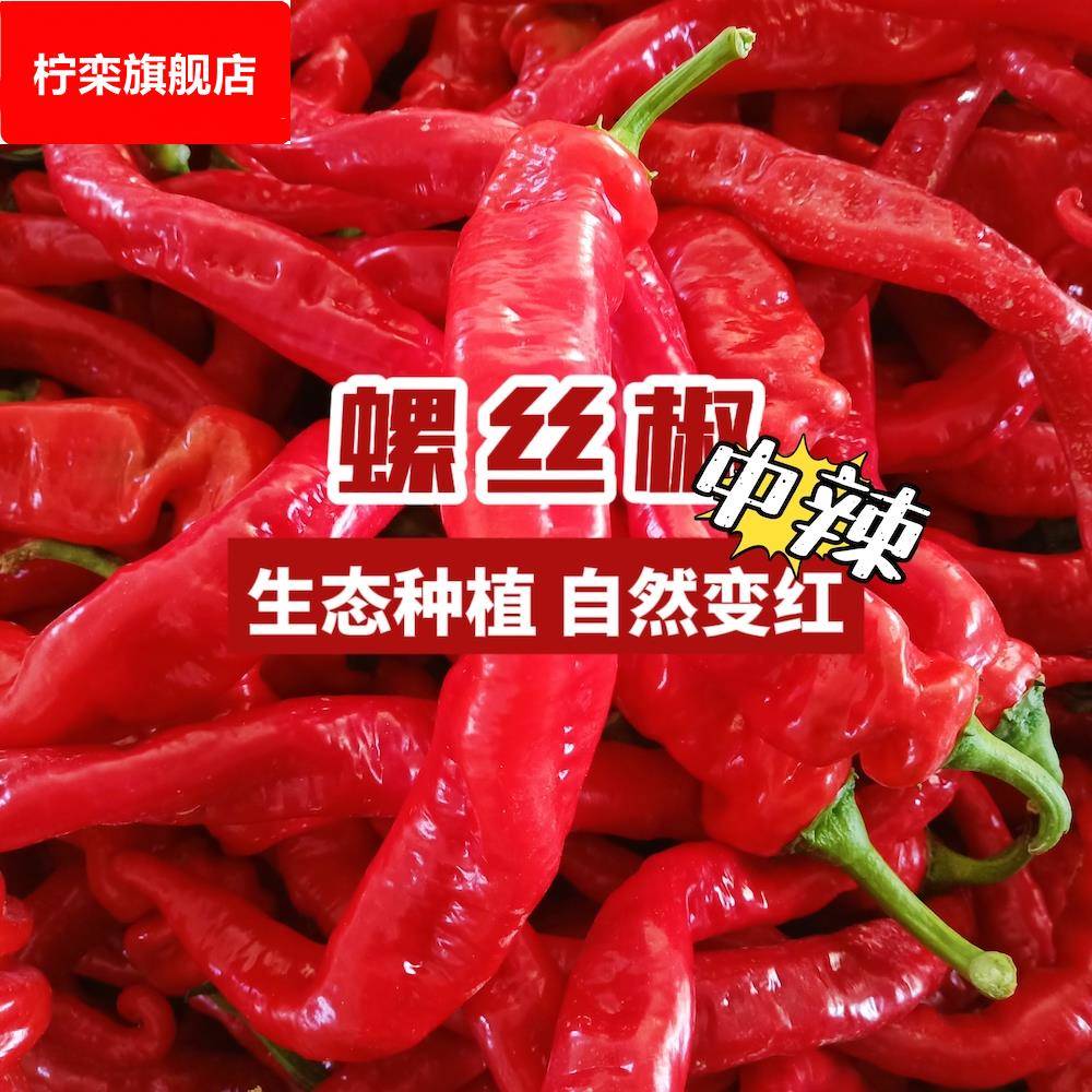 新鲜红色辣椒螺丝椒香辣龙椒现摘现发辣酱原料农家肥种植大红海椒