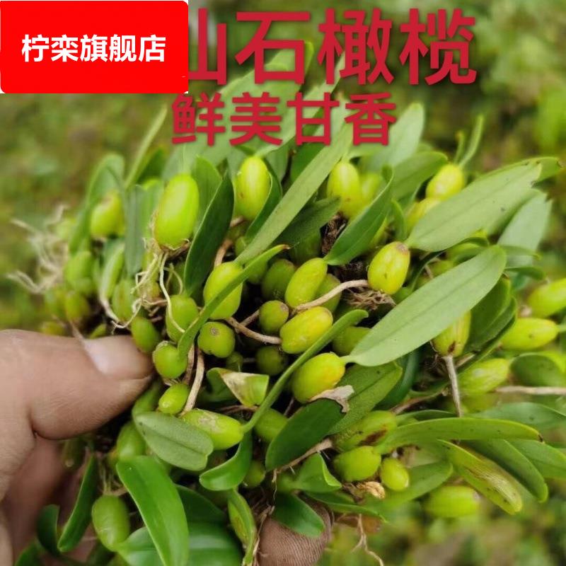 石橄榄 新鲜潮汕单叶中果双页小果石仙桃石岩珠果上叶煲汤