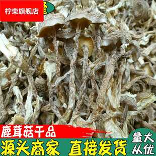 酒店火锅店食用菌 鹿茸菌干货 大货 鹿茸菇干品
