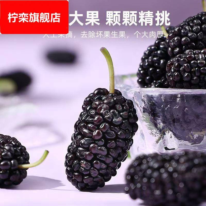 新疆头茬新鲜大果黑桑葚干泡茶泡酒桑椹黑桑葚源头直供包邮