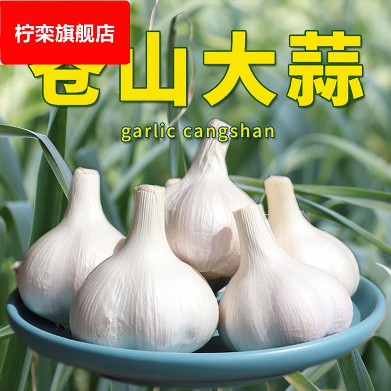 23年苍山大蒜四六瓣山东新鲜干蒜头兰陵老品种笨白皮蒜子大瓣