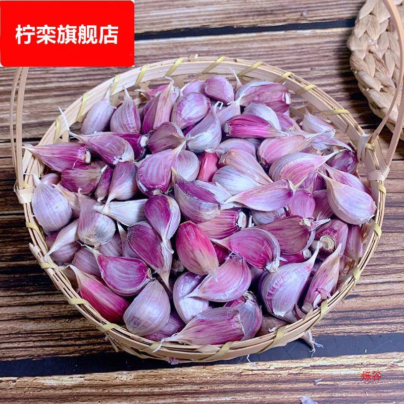 山东紫皮蒜种大蒜头种籽红根大祘头籽金乡小蒜瓣寒蒜硬叶红皮蒜苗