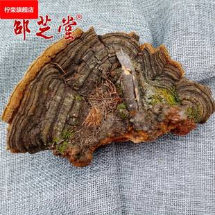 长白山松木 松针层孔菌 松树桑黄灵芝松白腐菌树舌平盖非种植