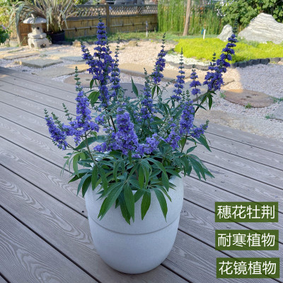 穗花牡荆2加仑夏季开花多年生落叶灌木蓝紫花卉庭院镜园耐寒耐旱