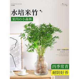 米竹水培植物室内好养富贵竹金山棕竹客厅招财旺宅水竹子绿植盆栽
