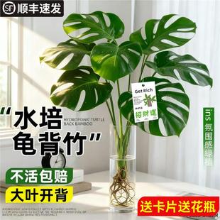 大叶龟背竹水培老桩桌摆水养绿植物高级感客厅旺宅四季好养除甲醛
