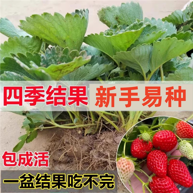 四季草莓苗奶油盆栽食用带