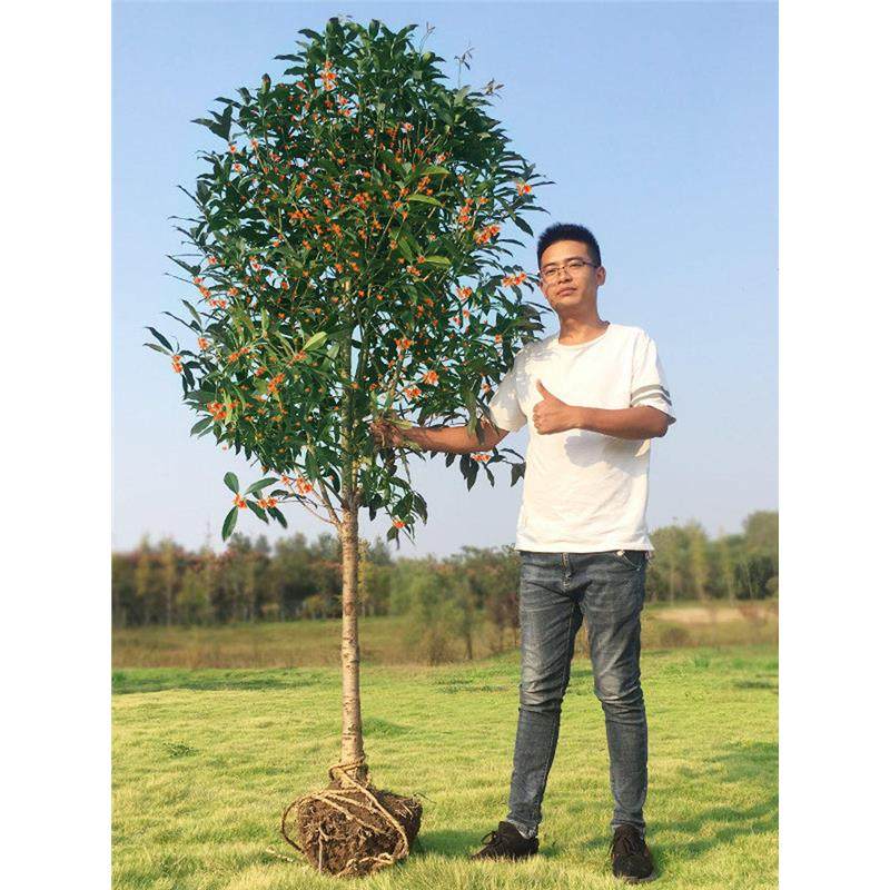 原生桂花树苗地栽大树八月金桂丹桂盆栽别墅庭院绿化苗木四季常青