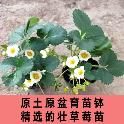 红颜草莓苗带土新四季盆栽