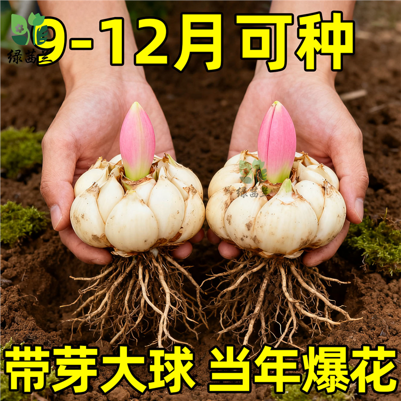 进口重瓣多头香水百合种球带牙耐寒当年盆栽室内外花卉绿植盆栽,鲜花速递/花卉仿真/绿植园艺,月季/蔷薇/玫瑰,淘宝优惠券,粉丝福利购,淘宝优惠卷