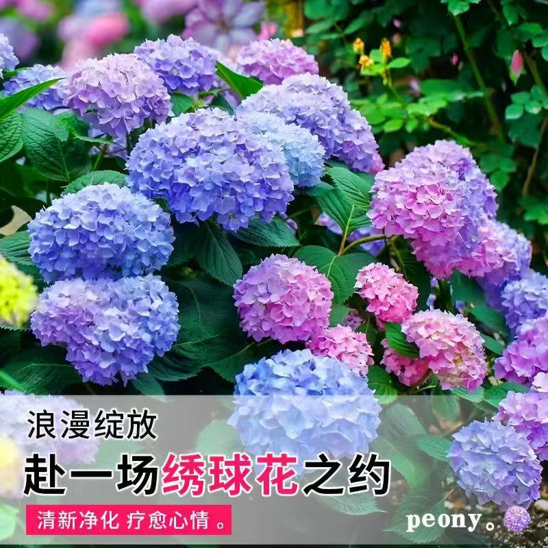 绣球花苗盆栽无尽夏绣球花盆栽室内庭院阳台好养的花卉植物,鲜花速递/花卉仿真/绿植园艺,绣球/木绣球/木本植物,淘宝优惠券,粉丝福利购,淘宝优惠卷