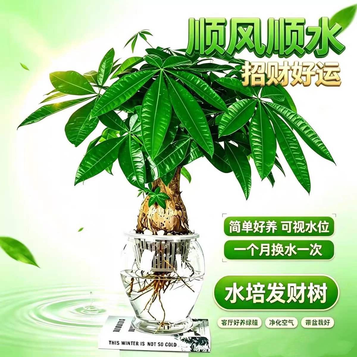 【包成活】水培发财树盆栽植物室内办公室单杆三杆大棵水养绿植物