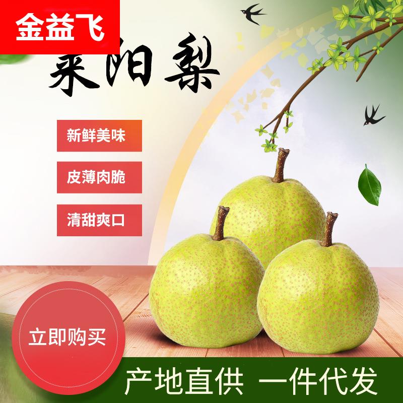 山东莱阳慈梨整箱大果莱阳慈梨礼盒装应季新鲜水果