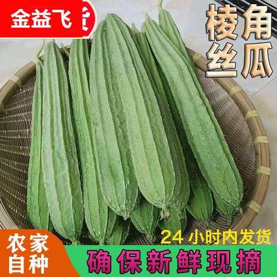 广西农家自种现摘嫩丝瓜当季新鲜蔬菜八角棱角丝瓜大长肉水瓜清甜