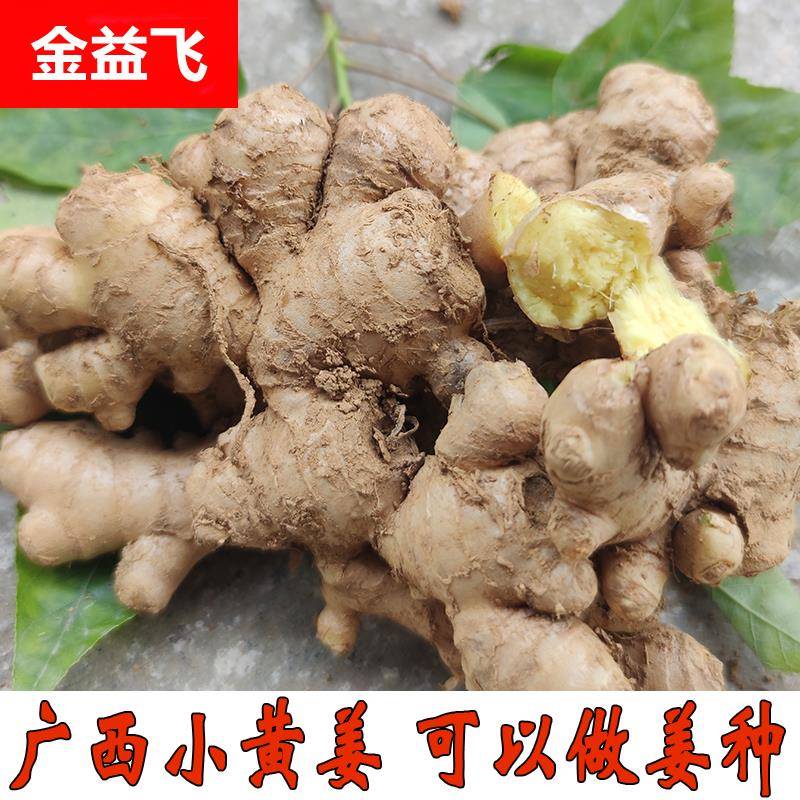 广西小黄姜老生姜种新鲜隆林农家自种现挖山地姜月子云南年新