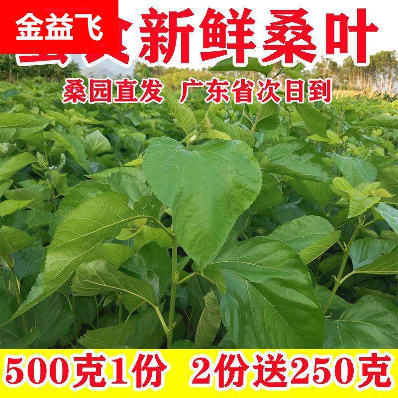 桑叶桑园直发农家自种无残留现摘现发蚕食桑叶新鲜包邮