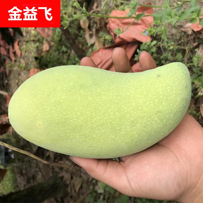 海南金煌芒果5斤大果新鲜热带水果当季产地直发香甜多汁金果