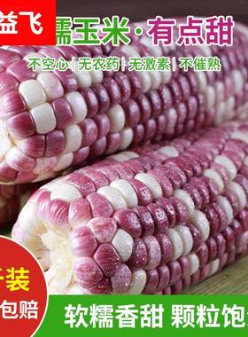 农家新鲜花糯玉米彩色紫色甜糯玉米生水果玉米棒带皮整箱现摘9斤
