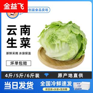 6斤装 云南球生菜 包邮 西餐沙拉蔬菜即食 新鲜圆生菜西生菜圆生菜