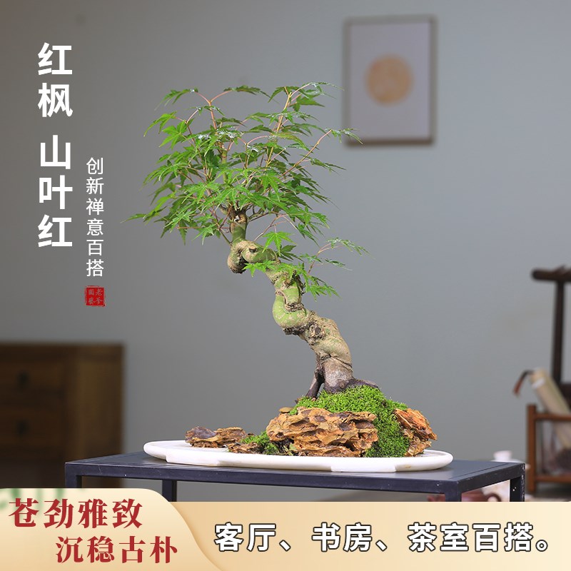红枫盆景水旱造型室内阳台庭院观叶植物彩色树叶四季好养中式摆件