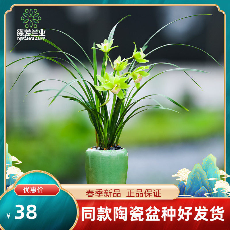 德芳兰业兰花大花蕙兰晓玉荷带瓷盆客厅阳台浓香花卉绿植迷你盆栽