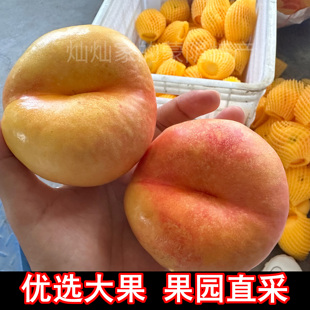 自家果园蒙阴黄心油桃现摘整箱蟠桃黄金油桃现摘现发蒙阴蜜桃
