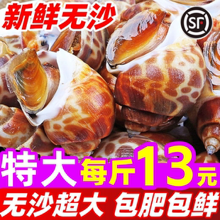花螺鲜活新鲜冷冻海鲜水产特大号海螺泥螺商用海鲜东风螺贝类水产