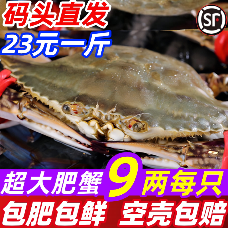 梭子蟹超大母蟹公蟹野生海螃蟹特大新鲜冷冻飞蟹红膏蟹海鲜水产