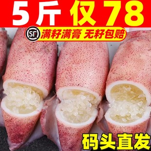 籽乌海兔子满籽全母带籽鲜活小乌贼小鱿鱼笔管鱿水产海鲜笔管鱼
