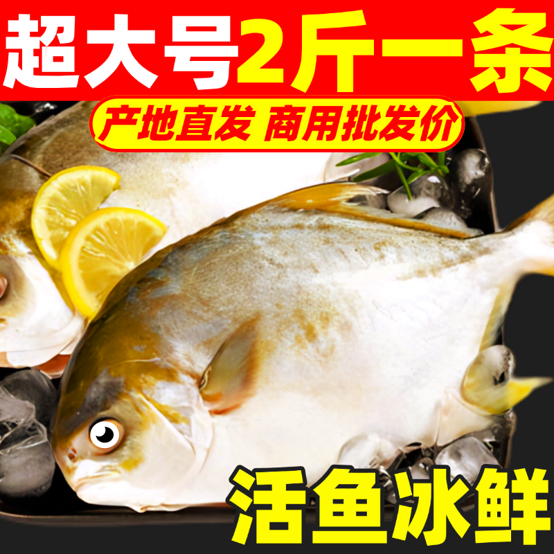 金鲳鱼超大特大金昌鱼鲜活新鲜冷冻平鳊鲳鱼湛江海鱼镜鱼水产海鲜