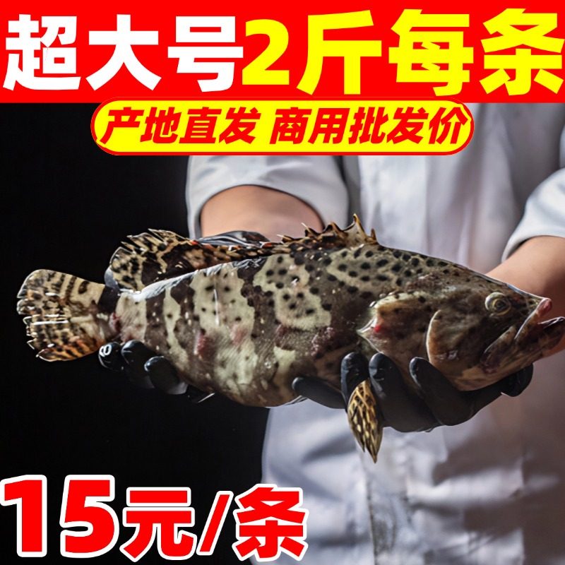 石斑鱼超大深海鱼鲜活冷冻老虎斑特大龙胆龙趸海鲜石头斑珍珠斑,水产肉类/新鲜蔬果/熟食,斑鱼,淘宝优惠券,粉丝福利购,淘宝优惠卷