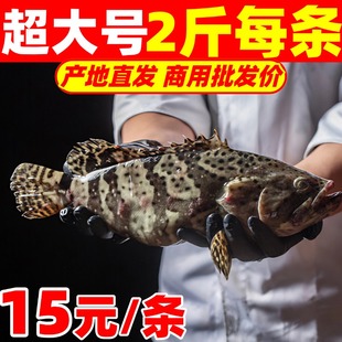 石斑鱼超大深海鱼鲜活冷冻老虎斑特大龙胆龙趸海鲜石头斑珍珠斑