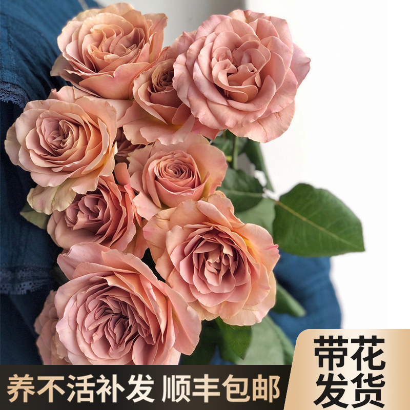 拿铁咖啡月季花苗特大花卉植物室内阳台盆栽玫瑰四季开花好养易活