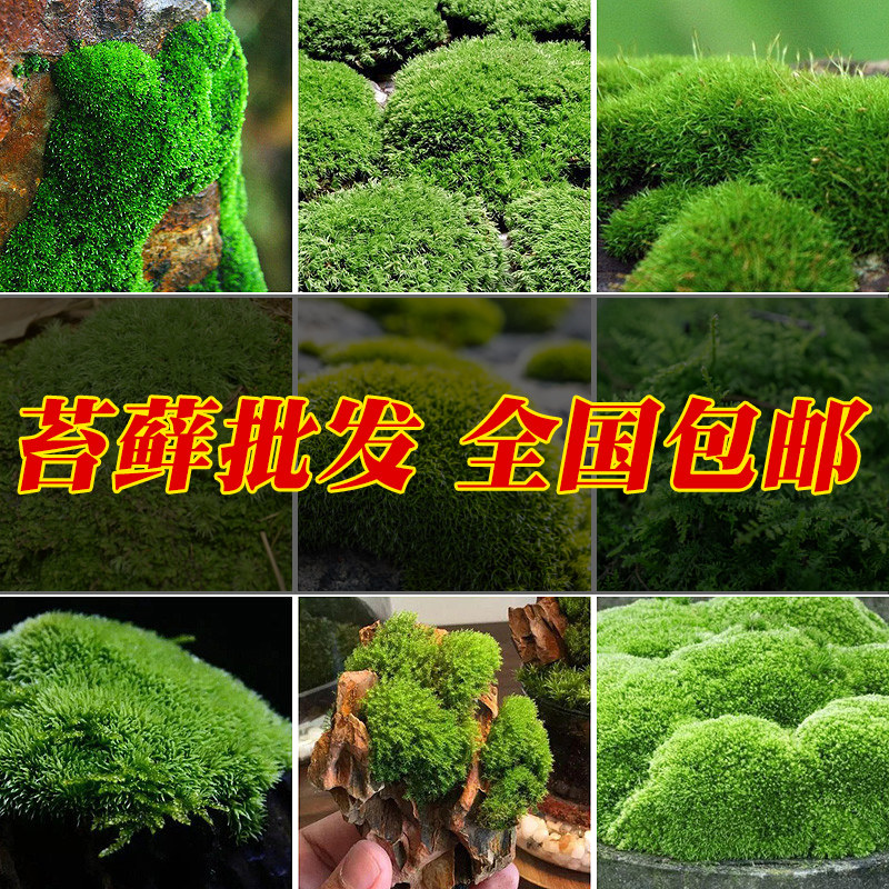 鲜活苔藓微景观水陆缸假山草造景