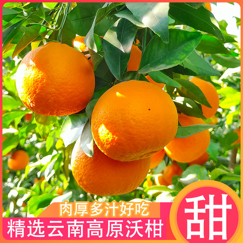 云南大理宾川沃柑新鲜水果当季柑橘蜜桔手剥桔子整箱包邮