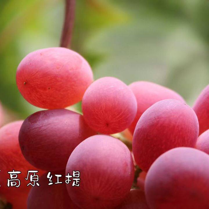云南宾川红提葡萄新鲜水果当季脆甜多汁葡萄红提子整箱顺丰包邮